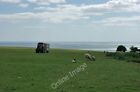 Photo 6X4 A Sheep-Related Mission Birling Gap The Tractor And Trailer Ret C2010