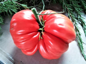 Tomato SICILIAN SAUCER Seeds Red Giant tomatoes organic seeds Ukraine 20 seeds D - Picture 1 of 3