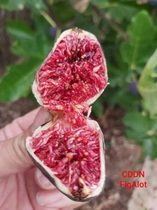 Col De Dame Noir Fig Tree Cuttings X2 - Picture 1 of 4