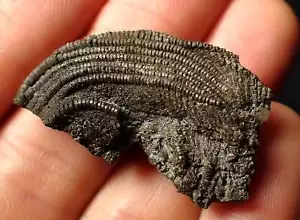 Detailed crinoid head fossil (35 mm) Pentacrinites Jurassic Coast Fossils UK - Foto 1 di 10