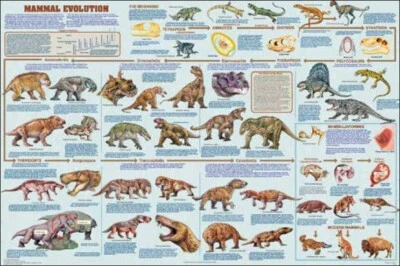 Poster Mammal Evolution Educational Classroom Chart - Image 1 of 2