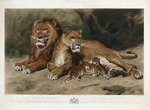 ROSA BONHEUR Antq 1883 UltraRare Lrg Handkolorierte Gravur DER LÖWE ZU HAUSE!!! - Bild 1 von 1