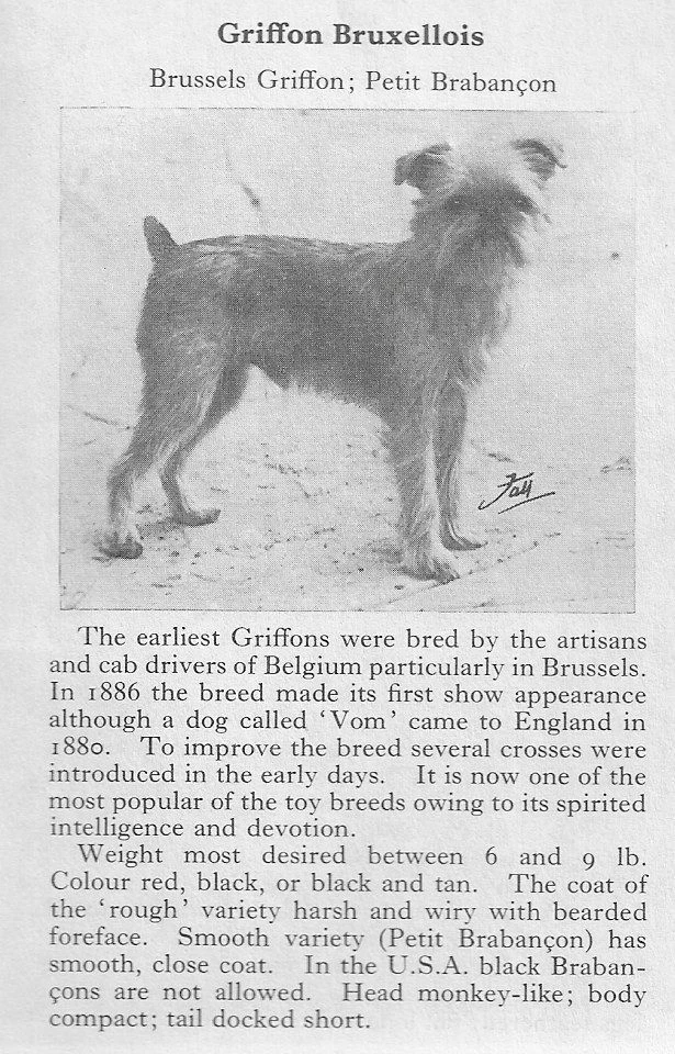 Grifo de Bruselas - PERSONALIZADO MATE - 1970 impresión fotográfica vintage de arte de perro - REGALO Foto 1 de 1