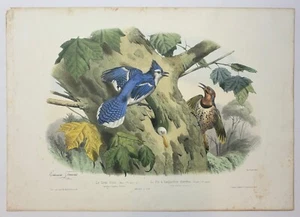 Litografía antigua Edouard Travies BLUEJAY & CARPINTERO América del Norte AVES - Imagen 1 de 14