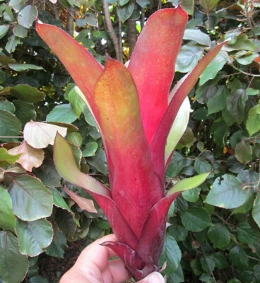 BUY ANY 3 SAVE 15% BROMELIAD Billbergia AMOENA var. Amoena Red Form Great Find! - Image 1 of 4