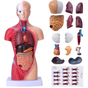 Human Body Model for Kids, 15 Pcs Removable 11 inch Human Torso Anatomy Model... - Picture 1 of 7