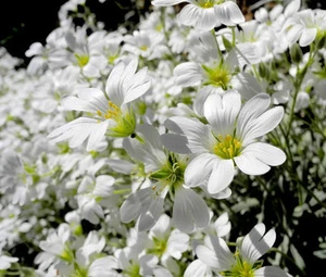 SCHNEE IM SOMMER Cerastium Tomentosum - 60.000 Samen in loser Schüttung - Bild 1 von 3