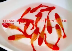 HAVE VIDEO GUPPY FISH ALBINO KOI 5 PAIR ( 5 MALE+5 FEMALE) - Picture 1 of 2