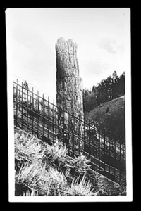 RPPC Postcard Yellowstone Park Wyoming • Petrified Tree - Picture 1 of 2