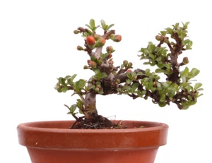 Mame-Bonsai - Chaenomeles japonica 'Chojubai' - Japanische Zierquitte 226/21 - Bild 1 von 4
