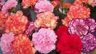 100 Double Mix Carnation Seeds Dianthus Flowers Seed Flower Perennial 227