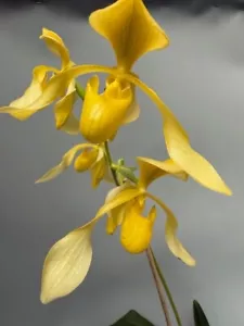 Paphiopedilum lowii alba 'pequeño punto' - Imagen 1 de 7