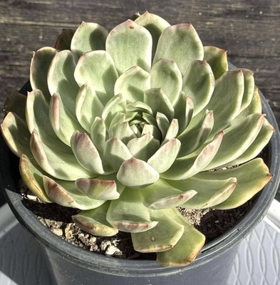 Suculentas importadas planta viva rara suculenta decoración del hogar Big Echeveria Morgan Foto 1 de 4