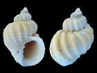 Cancellaria lamellosa - Shells from all over the World NEW!!!