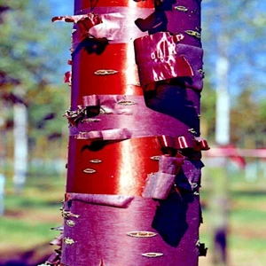 Tibetan Paper Birchbark Cherry Tree Seeds Prunus serrula Hardy Shiny Bark Plant - Picture 1 of 12