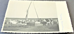 Hungarian Steppe Female Cattle graze in the field- Unposted 1970s Kodak (RPPC). - Picture 1 of 2