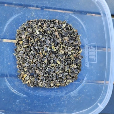 Semillas Nigra Hollyhock Grandes Negro Rojo Profundo Flores Envío Gratis Foto 1 de 2