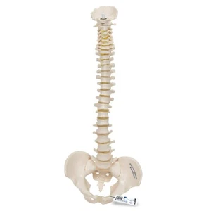 3B Scientific Anatomical Model A19/20 Mini Human Spinal Column Model Anatomy - Picture 1 of 3