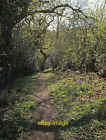 Photo 6x4 Path, Langdon Milton Hill/SX9278 Further along Ashcombe Footpa c2021