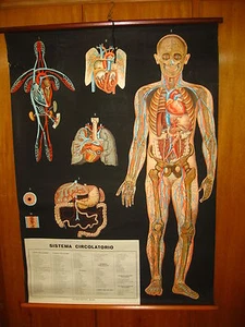 ITALY VALLARDI HUMAN BODY CIRCULATORY SYSTEM ANATOMY MAP MAPPA CARTE KARTE  - Picture 1 of 8