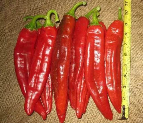 NUMEX BIG JIM, 25 semi peperoncino + OMAGGIO