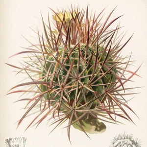 1878 Prang Native Flowers & Ferns Stone Chromolithograph Pl. 33 Cottontop Cactus - Picture 1 of 6