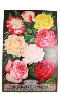 RARE and Pretty 1905 Conard & Jones Rose Growers 6"x9" Poster/Flyer - Bild 1 von 3
