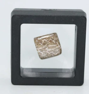 Polierter Atlasaurus Dinosaurier fossiler Knochen 16,4 mm 0,64 Zoll Jura Marokko Echtheitszertifikat 7002 - Bild 1 von 9
