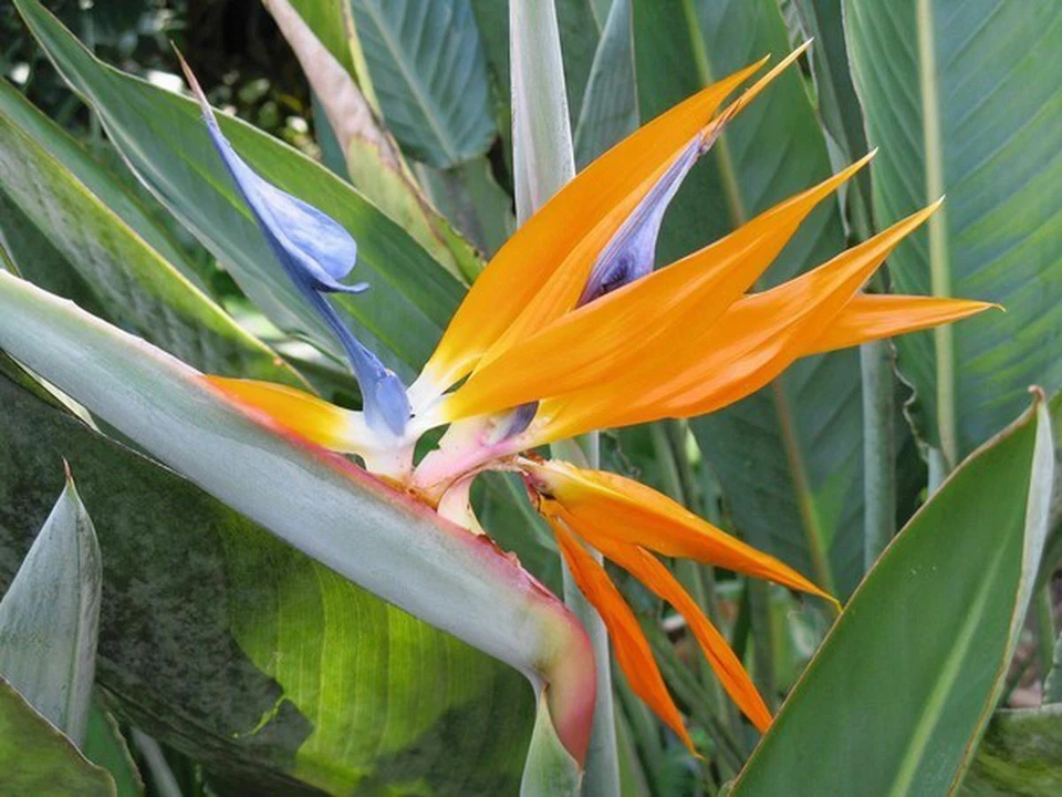 Bird of Paradise - Strelitzia Reginae - Image 1 of 1