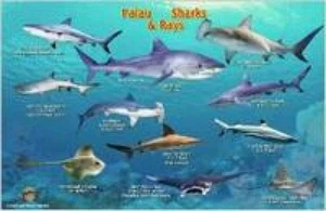 Palau Sharks & Rays Card - Picture 1 of 1