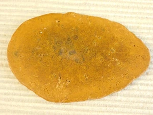 Tempskya Tree Fern Fossil Slab for making Cabochons - Picture 1 of 7