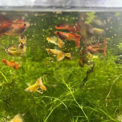 Guppy de fantasía mezclado surtido Foto 1 de 4