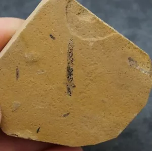 Fossils Plant Walchia piniformi Permian Fosilies France - Picture 1 of 4