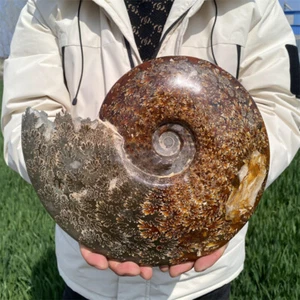 4kg Natural Ammonite Fossil Reiki Crystal Specimen Mineral Decor Crystal heal - Picture 1 of 11