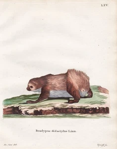 Zweifinger-Faultier two-toed sloths Faultiere sloth engraving Kupferstich 1755 - Picture 1 of 1