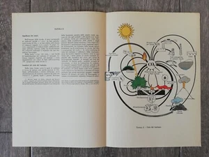 Tavola Ecologica della Parte Terza Tav. 2 Ciclo del Carbonio 1965 - Picture 1 of 1