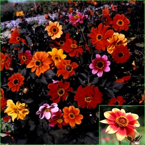 DAHLIA Red Skin Mixed 25 Seeds Grow FLOWERS Beautiful COLOURFUL Garden - Picture 1 of 3