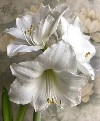 Blue Buddha Farm: Amaryllis 'Wedding Dance' Bulb– Large White Blooms - Image 1 of 4