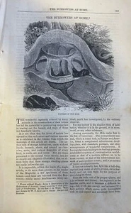 1866 Burrowing Animals Moles Bees Fox Prairie Dog Polar Bear Robber Crab - Picture 1 of 7