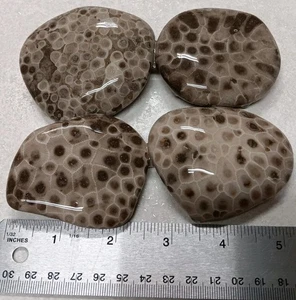 4 Petoskey Stones 1 lb 2 oz Unpolished Lot of Michigan Hexagonaria Coral Fossils - Picture 1 of 4