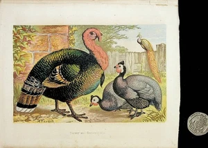 Kleine Chromolithographie einer Türkei von A.F. Lydon Charmant - Bild 1 von 2