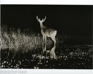 "Hark" Photograph by George Shiras III Whitetail Deer As Wolf Howls 1898 GREAT - Foto 1 di 1