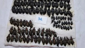 Entomology Taxidermy: Carabus bugs, insects, from Sakhalin, avinovi - Picture 1 of 1
