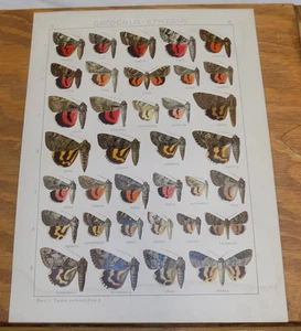 1914 COLOR Print/MOTHS/Genus CATOCALA-EPHESIA//35 Illustrations///N - Picture 1 of 1
