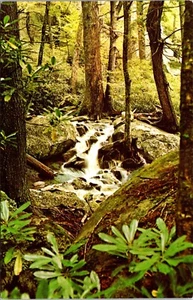 Waterfalls in the Forest Grandfather Mountain North Carolina Postcard - Picture 1 of 2