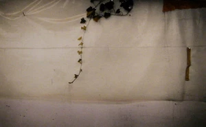 Christopher James Fine Art Photograph Greenhouse Vashon - Picture 1 of 1
