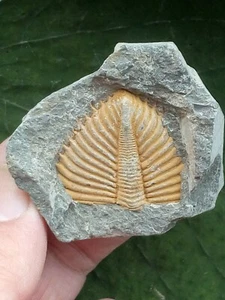 55g esemplare di coda di Coronocefalo Trilobite periodo siluriano naturale - Foto 1 di 13