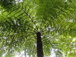 100 spores de FOUGERE ARBORESCENTE(Cyathea Australis)G799 ROUGH TREE FERN SEEDS - Picture 1 of 1