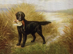 FLAT COATED RETRIEVER CHARMING DOG GREETINGS NOTE CARD BEAUTIFUL DOG & DUCK - Picture 1 of 1