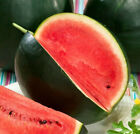 15 Sugar Baby Watermelon Seeds